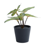 Habitat small artificial Alocasia succulent in black pot British product