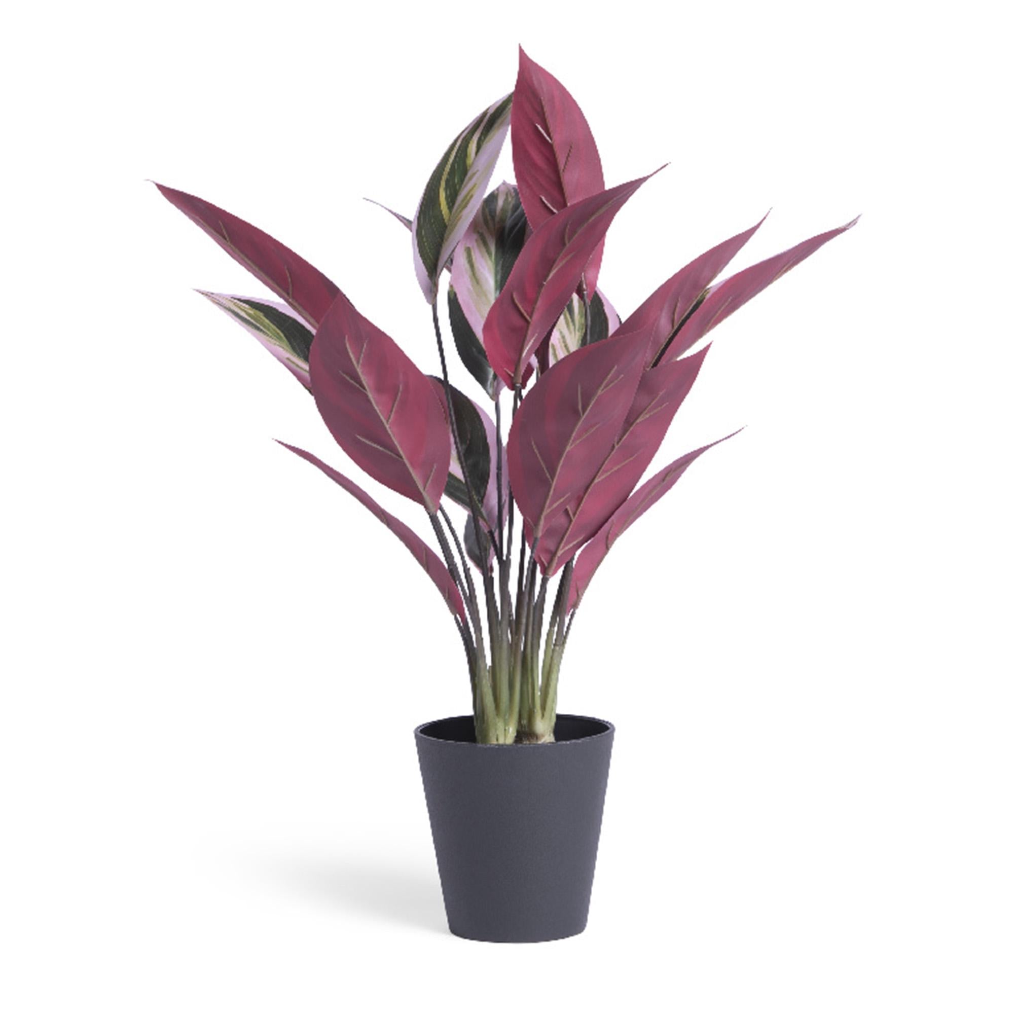 Habitat artificial Stromanthe Tricolor plant 41 x 41 x 48cm, UK version