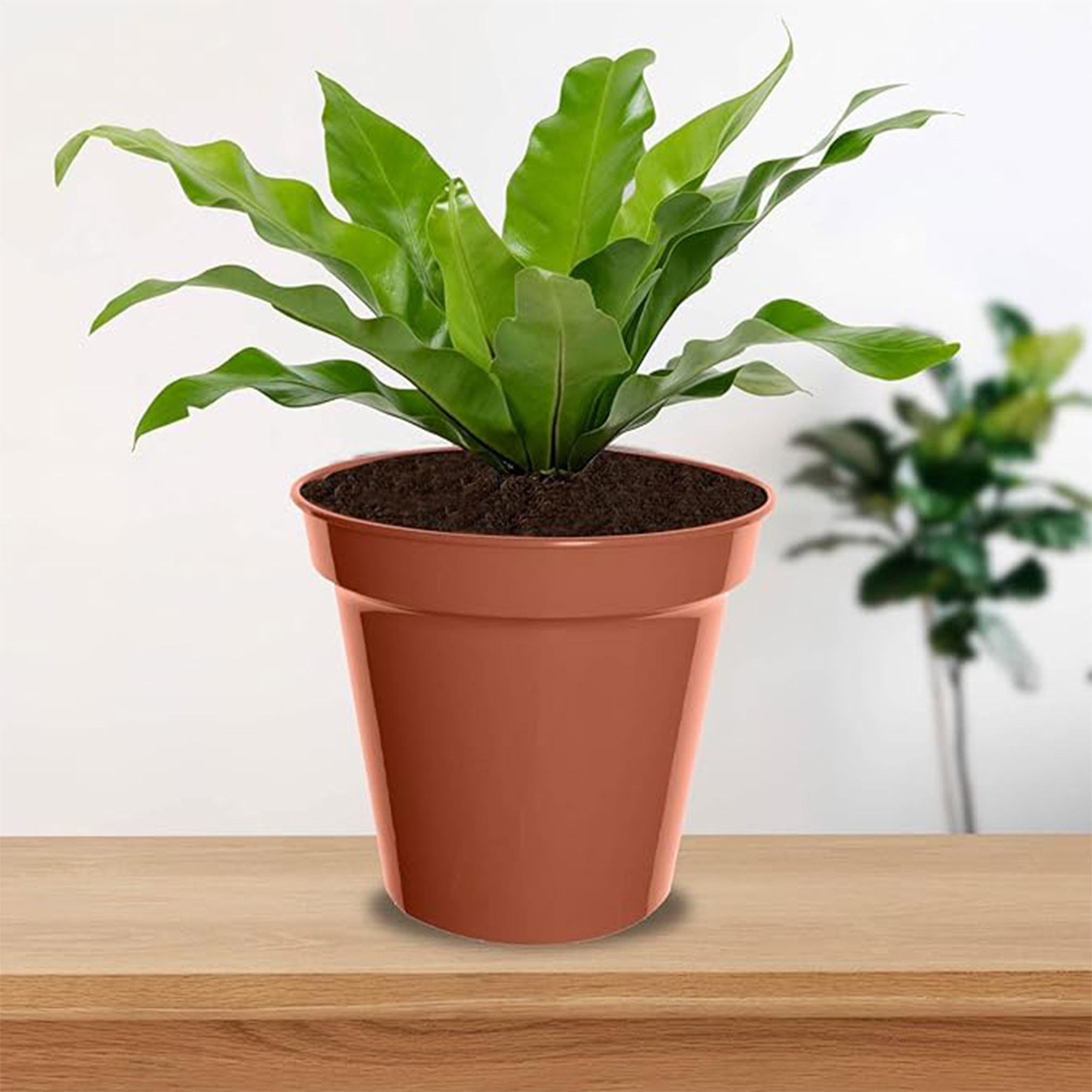 Whitefurze plastic pots pack of 3 15cm, UK version