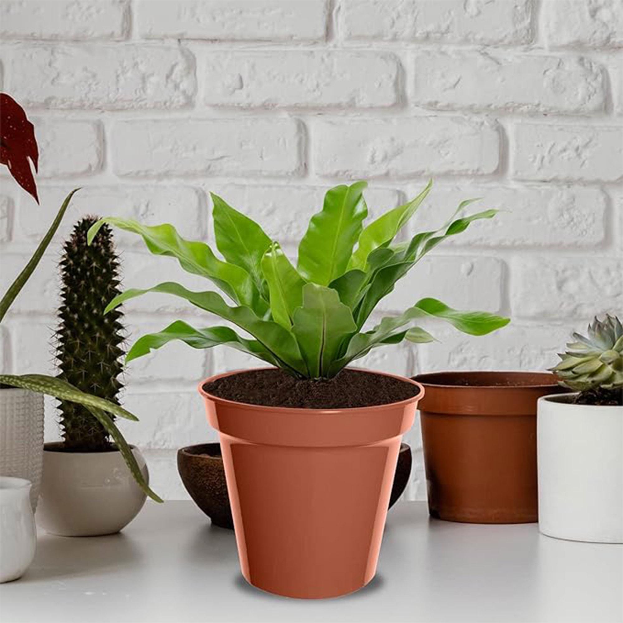 Whitefurze plastic pots pack of 3 15cm, UK version