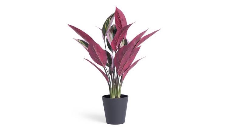 Habitat Artificial Large Stromanthe Tricolor Plant GOODS Argos