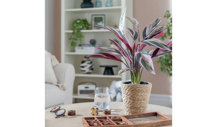 Habitat artificial Stromanthe plant 48cm, imported from the UK
