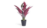 Habitat Artificial Large Stromanthe Tricolor Plant GOODS Argos