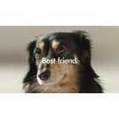 Dyson Ball Animal corded bagless upright pet vacuum cleaner - British product