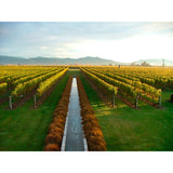 Villa Maria Sauvignon Blanc white wine 20cl can, imported from the UK