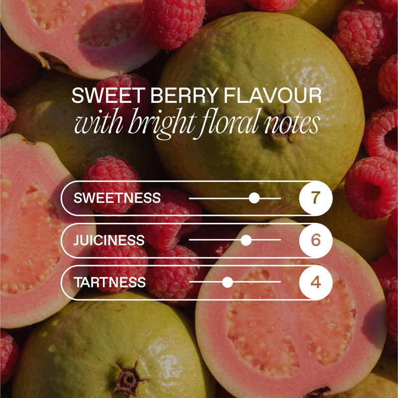 Goodrays CBD drink Raspberry and Guava 330ml can (British brand)