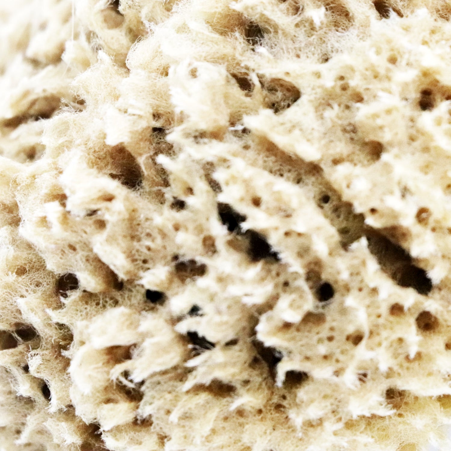 SpongeBox deep sea pure natural sponge 5.5 inches (British brand)