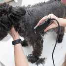 Wahl Rex Corded Dog Clipper Kit (British brand)