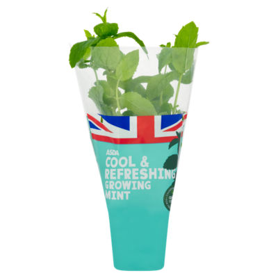 ASDA Anzuchtset für Gartenminze