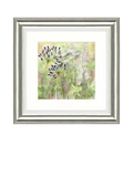 John Lewis framed print Agapanthus Grasses 50x50cm (British brand)