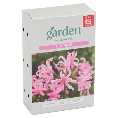 Sainsburys Sainsburys Garden Nerine Bowdenii x2- Buy online at McGrocer