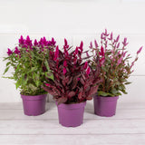 Celosia flowering planter with colourful blooms, UK version