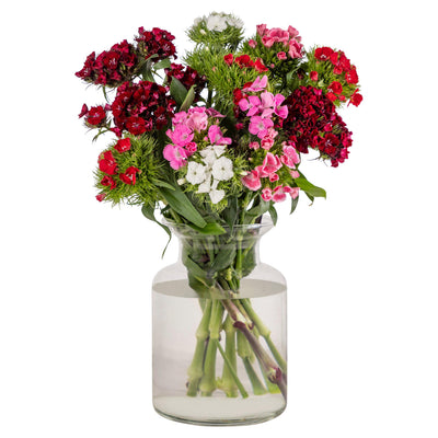 British Sweet William Flowers