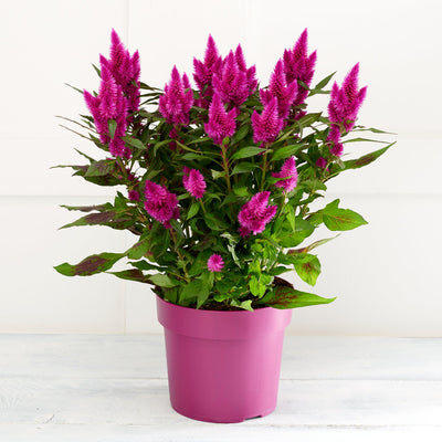 Lebende Celosia-Pflanze im Anzuchttopf