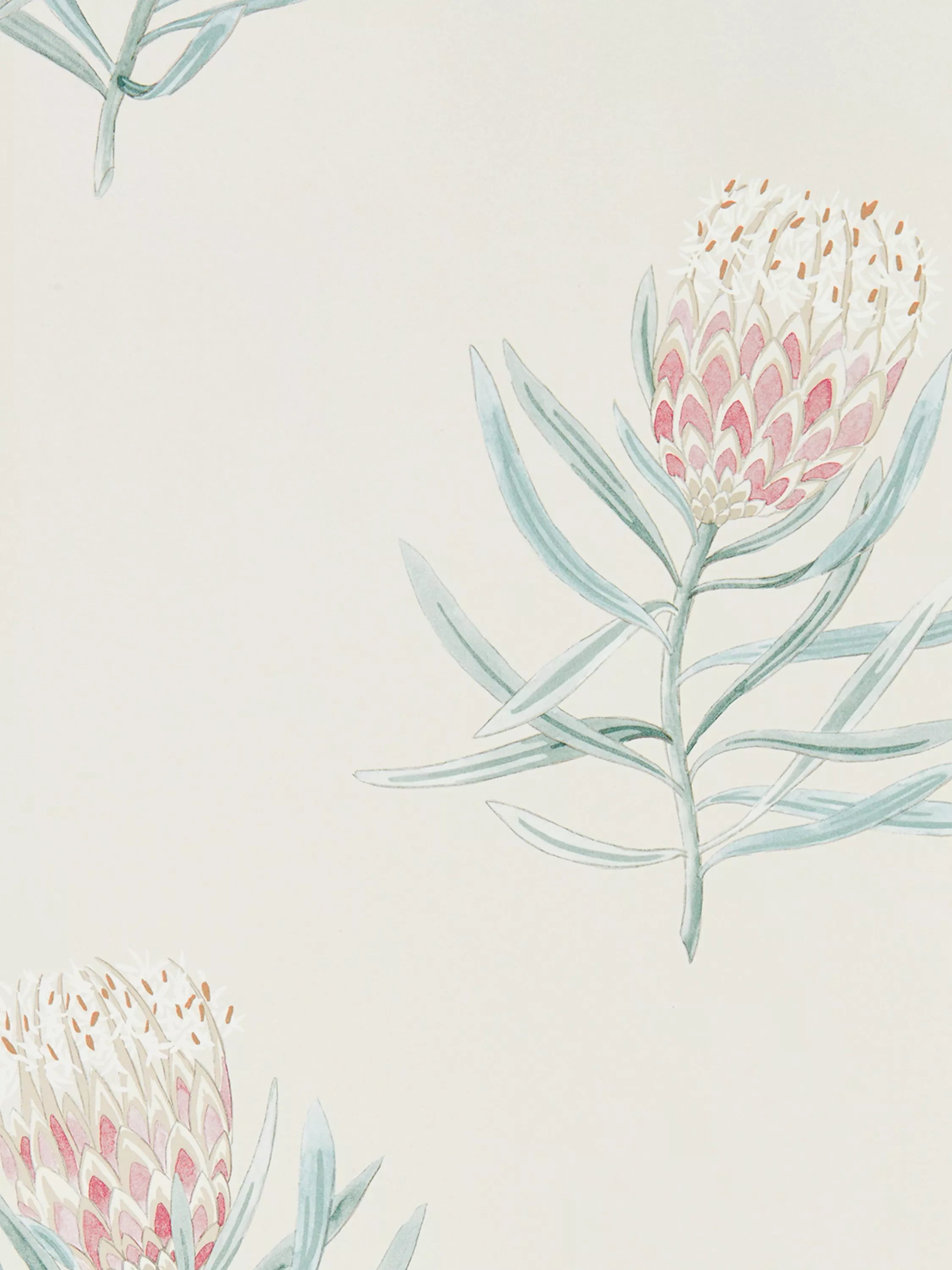 Sanderson Protea flower wallpaper roll, imported from the UK
