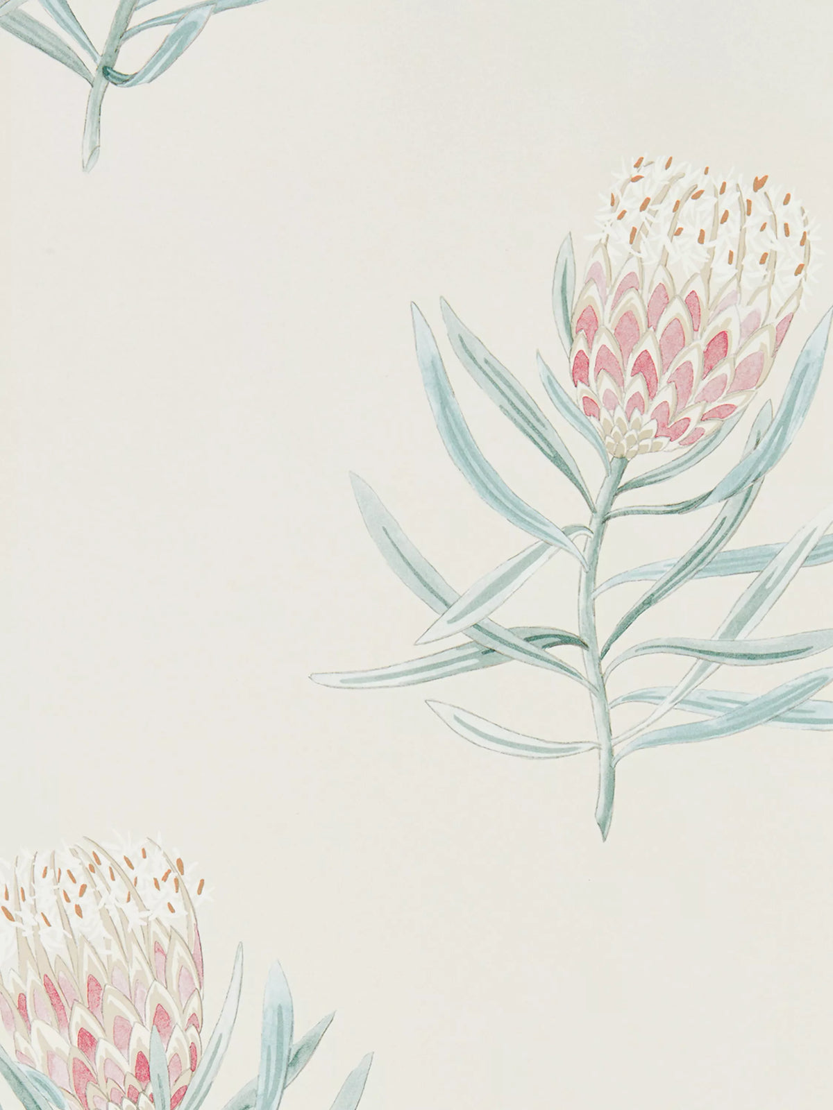 Sanderson Protea flower wallpaper roll, imported from the UK