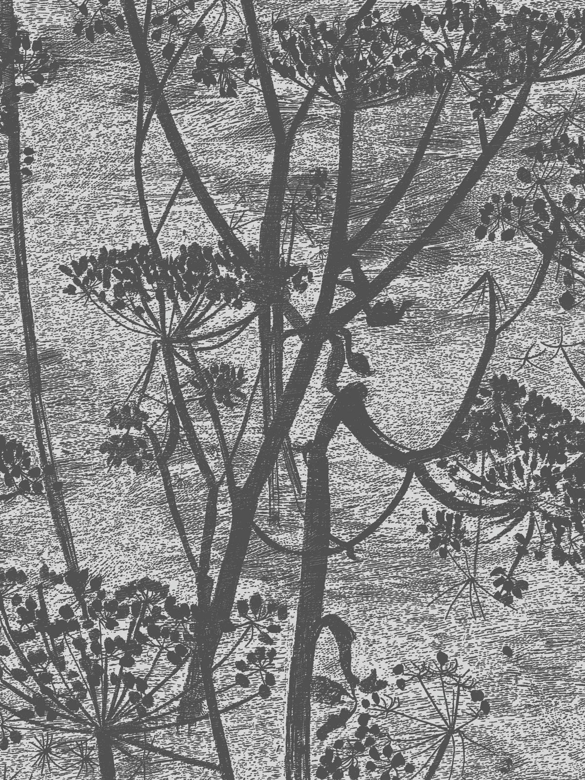 Cole & Son Cow Parsley wallpaper 10m x 53cm - British product