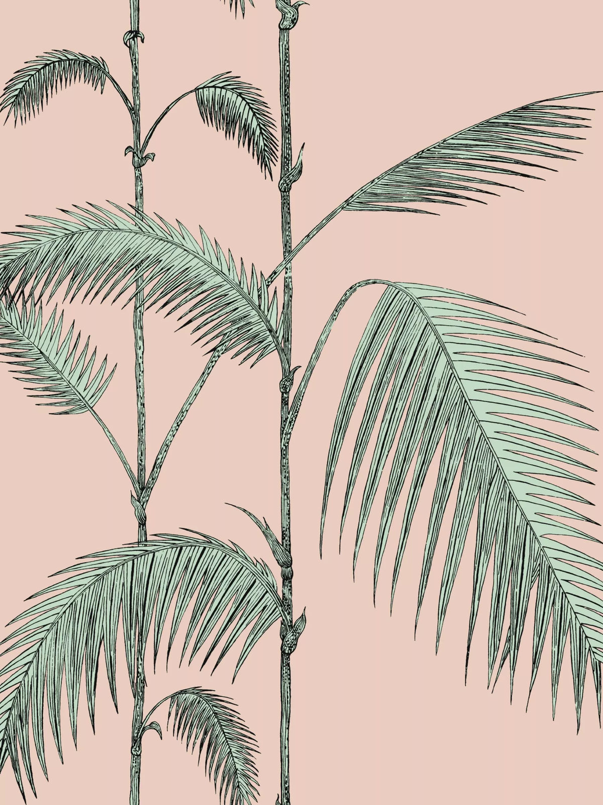 Cole & Son Palm Leaves wallpaper 10m x 52cm (British brand)