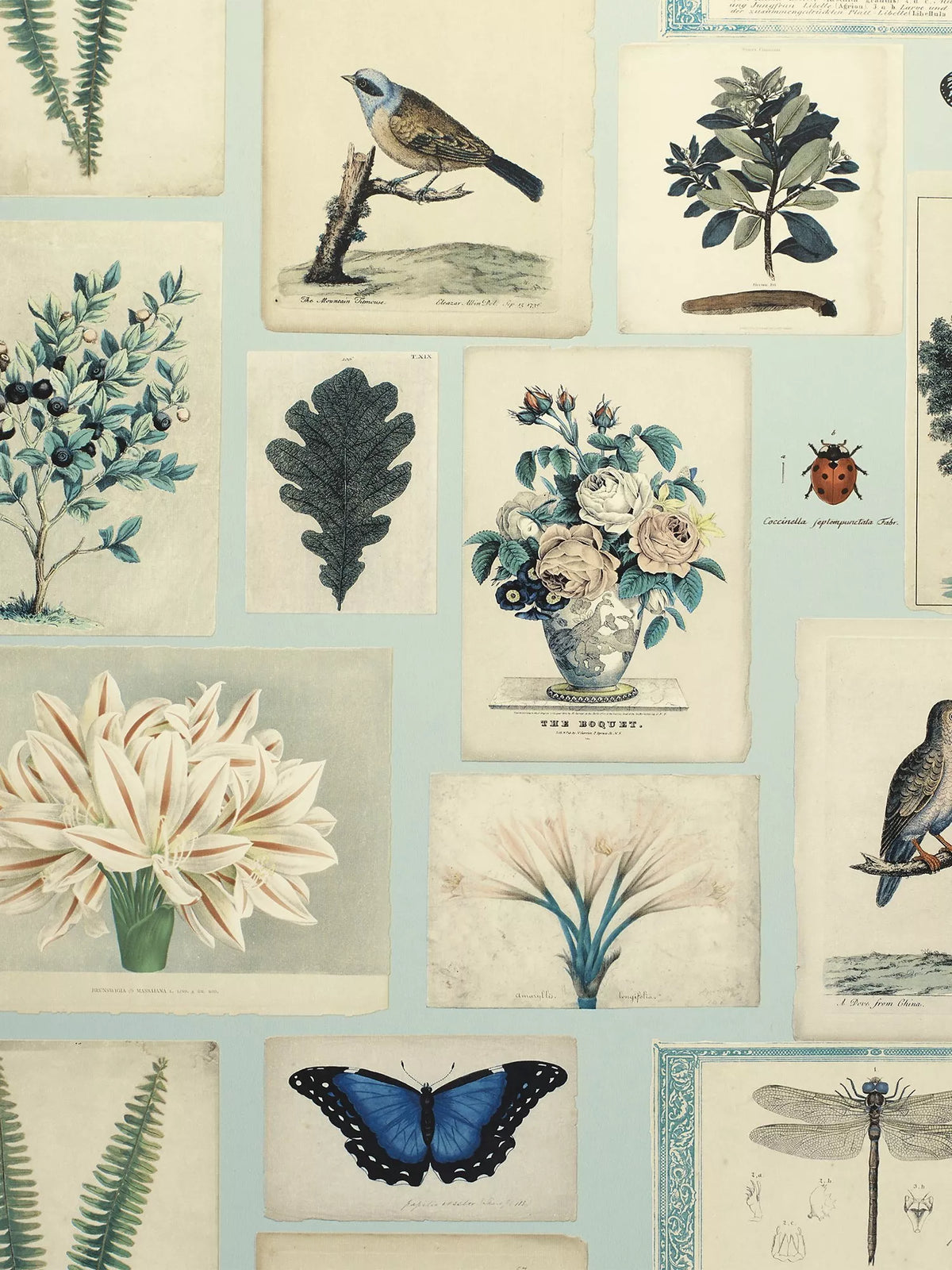 Designers Guild flora and fauna wallpaper 10m x 52cm, imported from the UK