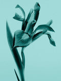 Tiffany & Co Sheer Eau de Toilette 30ml - British product