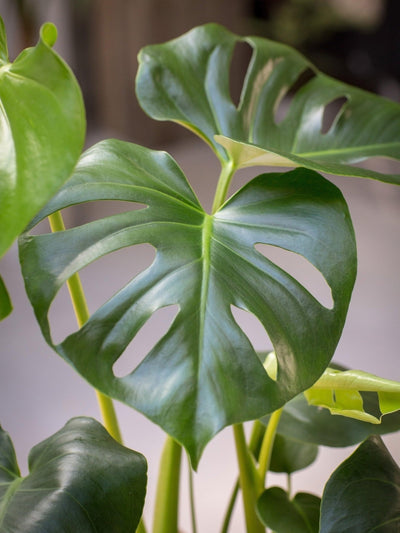 Monstera Deliciosa Husplante med Keramisk Potte, 40-45cm Høyde