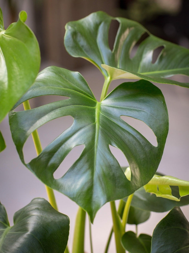 The Little Botanical Monstera Deliciosa house plant with ceramic pot, 40-45cm, imported from the UK