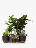 The Little Botanical New Home Plant Bundle