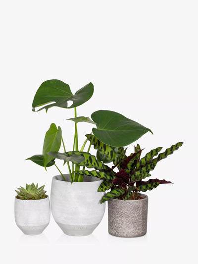 The Little Botanical Grønn Plante Gjeng Innendørs Plantesett