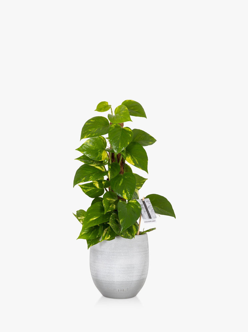 The Little Botanical variegated Devil's Ivy house plant with grey ceramic pot and moss pole (British brand)