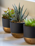 The Little Botanical succulent plant set with three varieties in ceramic pots (British brand)