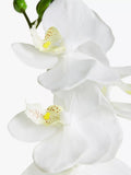 John Lewis artificial small white orchid in ceramic pot, UK version