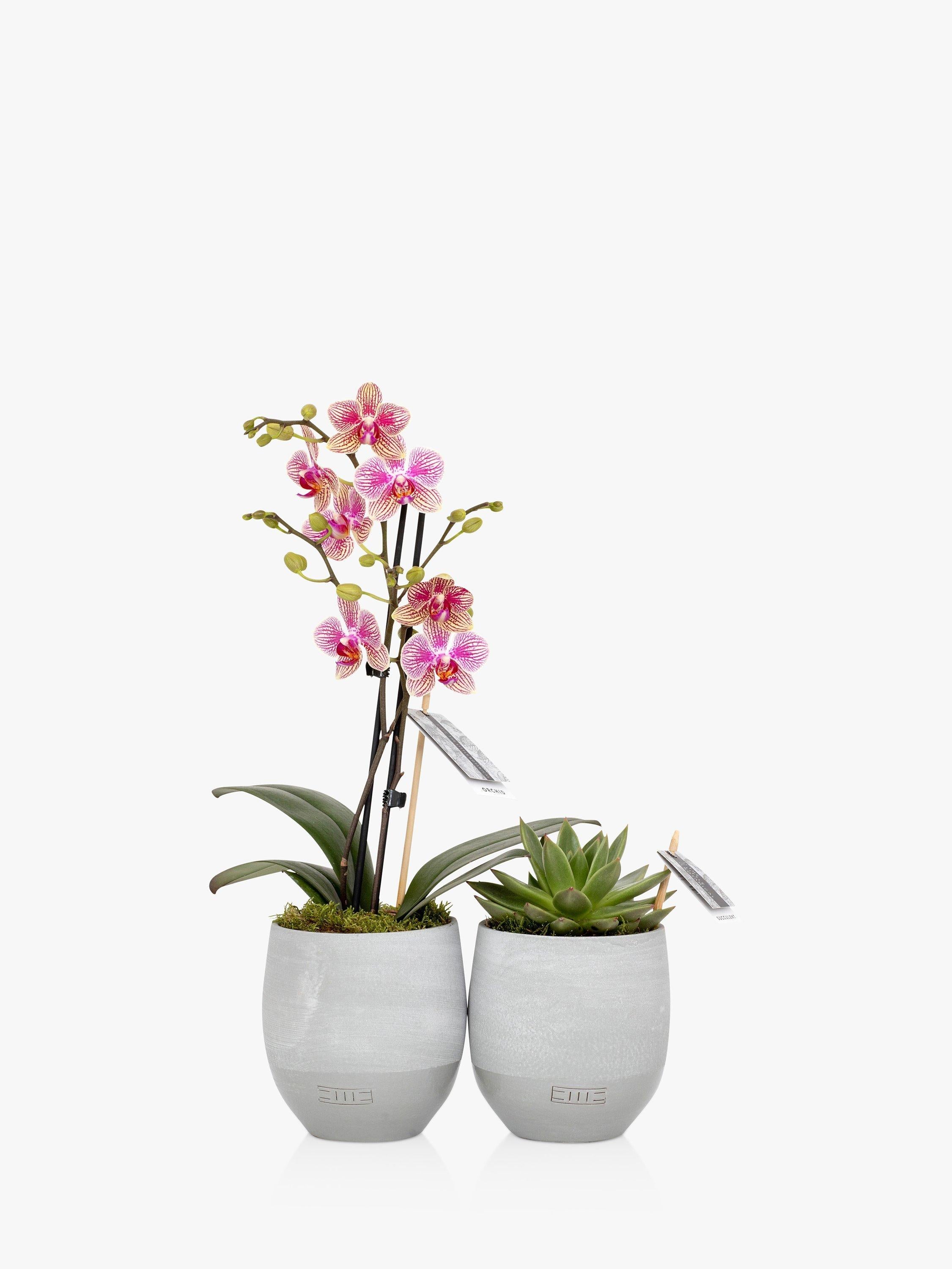 The Little Botanical orchid and succulent plant duo in concrete pots (British brand)