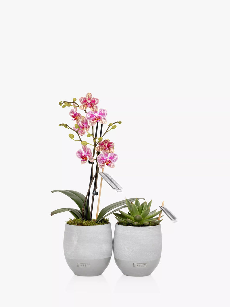 The Little Botanical orchid and succulent plant duo in concrete pots (British brand)