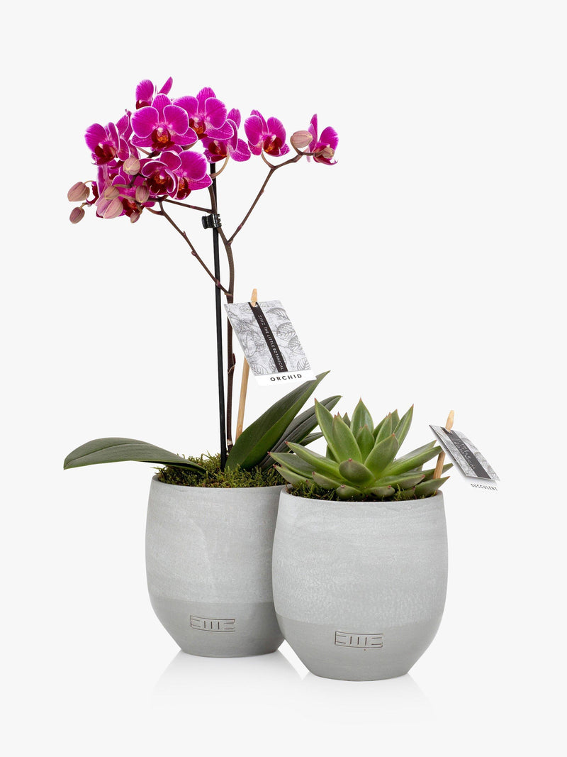 is an orchid a succulent plant Orchid and Succulent Plant Duo in Concrete Pots