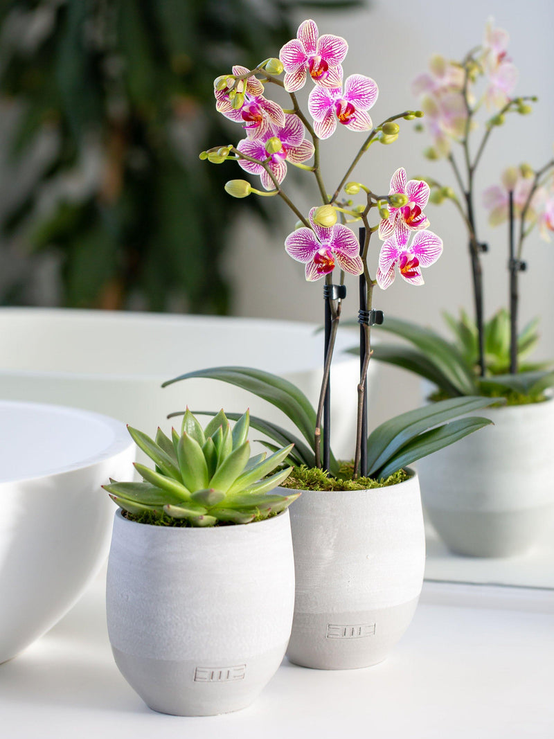 is an orchid a succulent plant Orchid and Succulent Plant Duo in Concrete Pots
