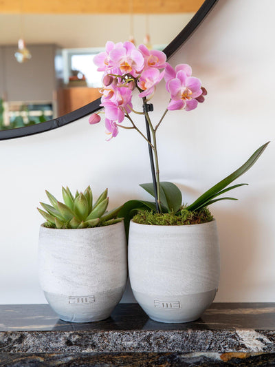 Phalaenopsis Orkide og Echeveria Sukkulent Duo i Betong Potter