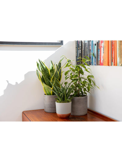 Rensende plantepakke med Sansevieria og Ficus i grå keramikk