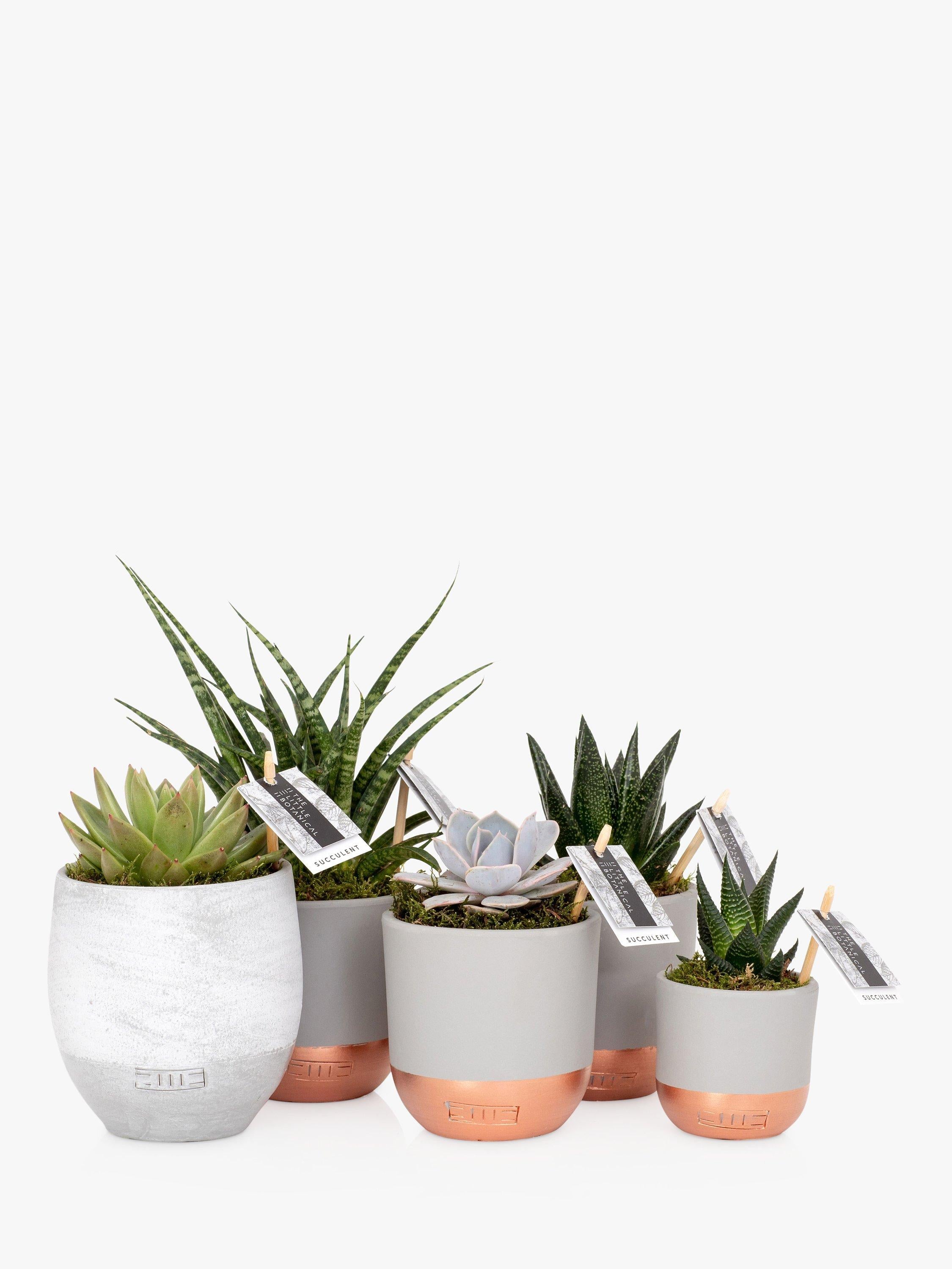 Le lot de grandes plantes succulentes Little Botanical avec 5 variétés (marque britannique)
