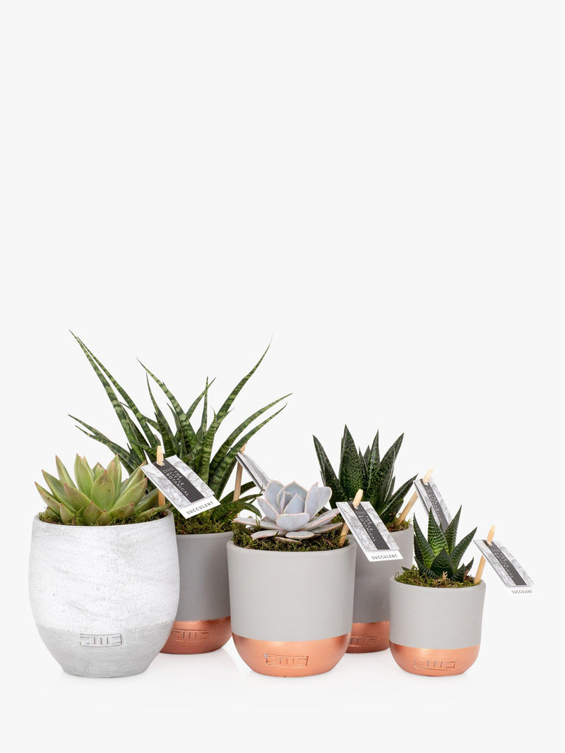 Le lot de grandes plantes succulentes Little Botanical avec 5 variétés (marque britannique)