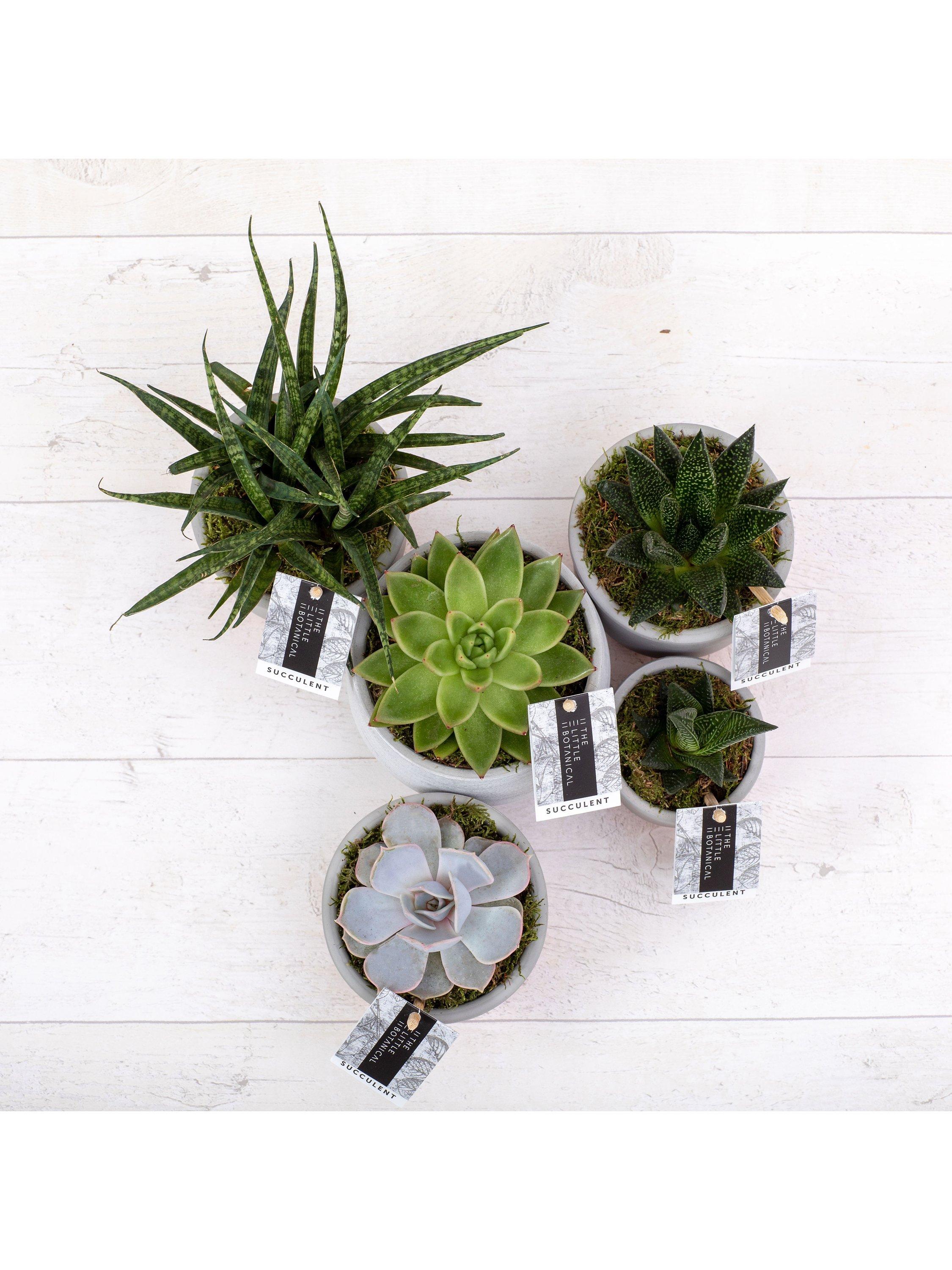 Le lot de grandes plantes succulentes Little Botanical avec 5 variétés (marque britannique)
