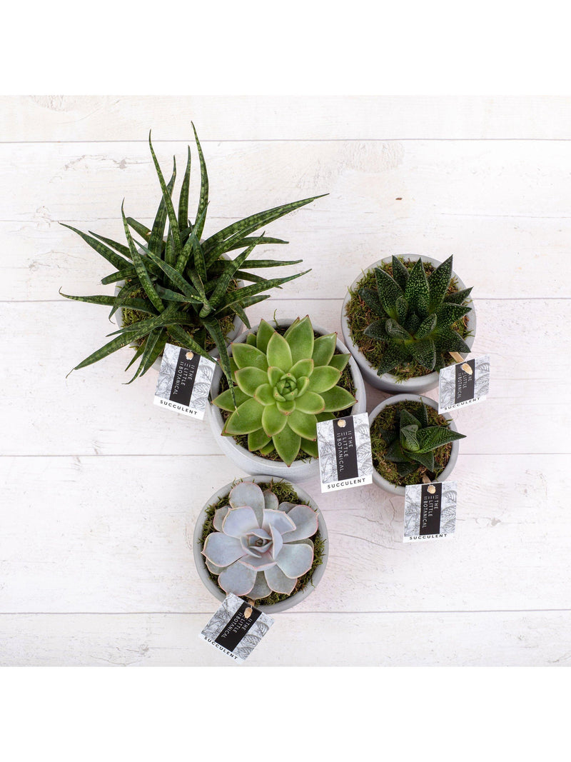 Le lot de grandes plantes succulentes Little Botanical avec 5 variétés (marque britannique)