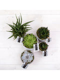 Le lot de grandes plantes succulentes Little Botanical avec 5 variétés (marque britannique)