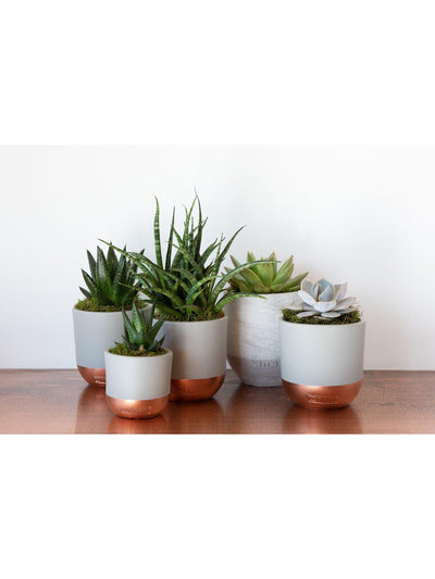 Stor Sukkulent Plante Bunnte med 5 Variasjoner i Keramiske Potter