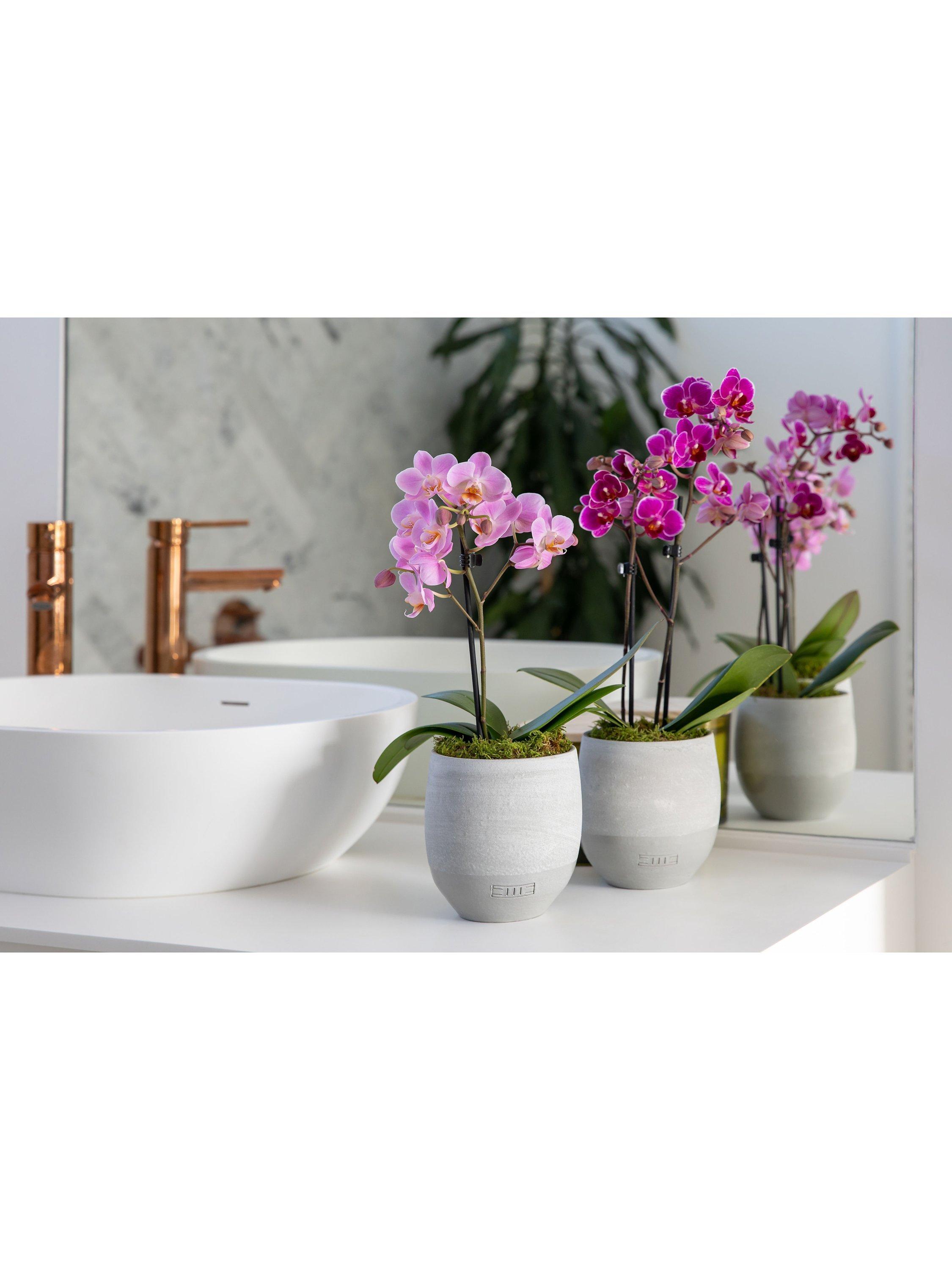 The Little Botanical mini orchid duo indoor plants (British brand)