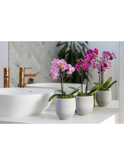 The Little Botanical Mini Orkide Duo Innendørs Plantegave