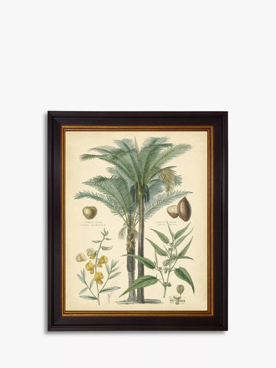 John Lewis Brookpace Lascelles Fruitful Palm I Framed Print 51 x 41cm Green- Buy online at McGrocer