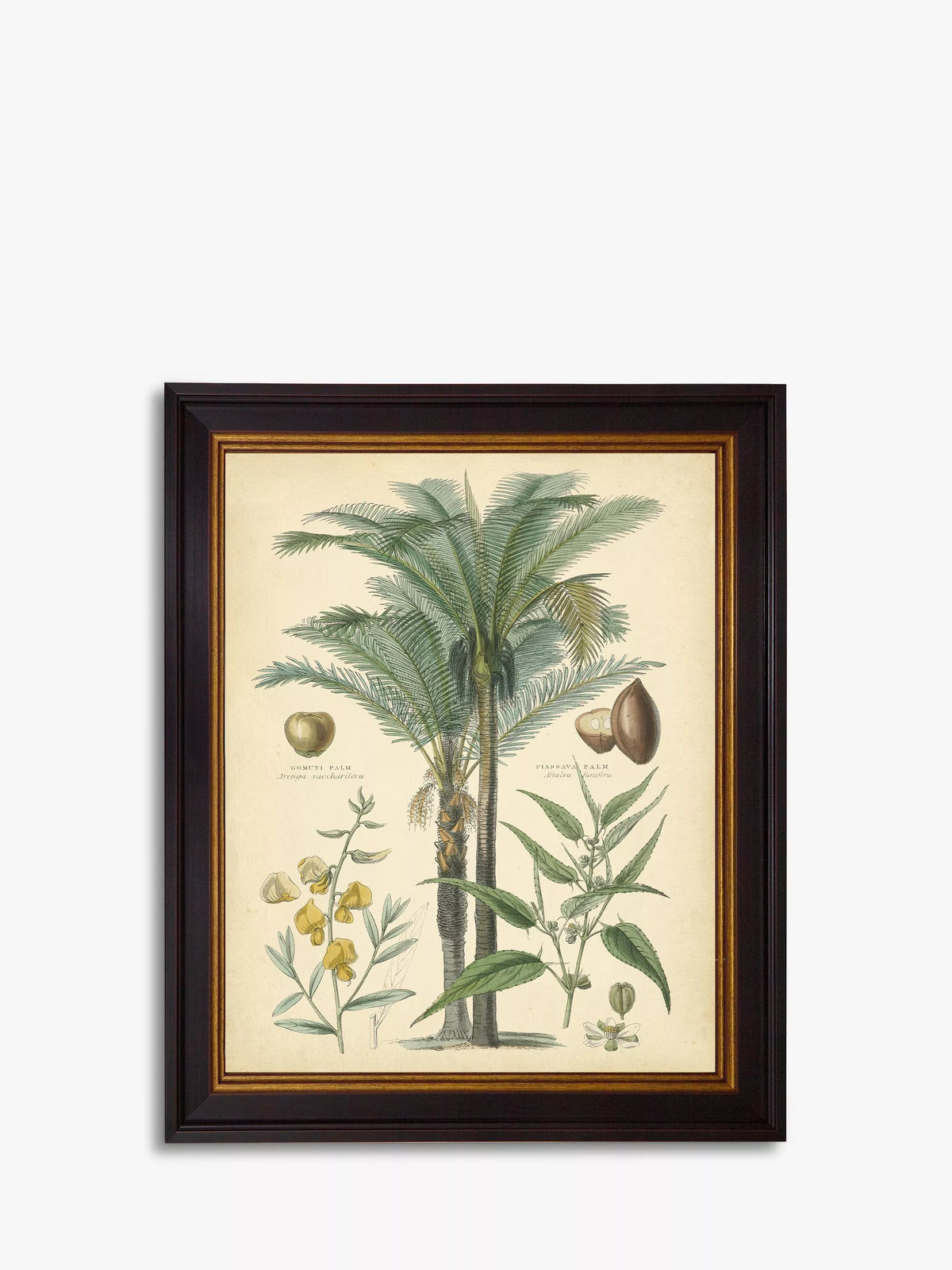 Brookpace Fruitful Palm I framed print 51 x 41cm - British product