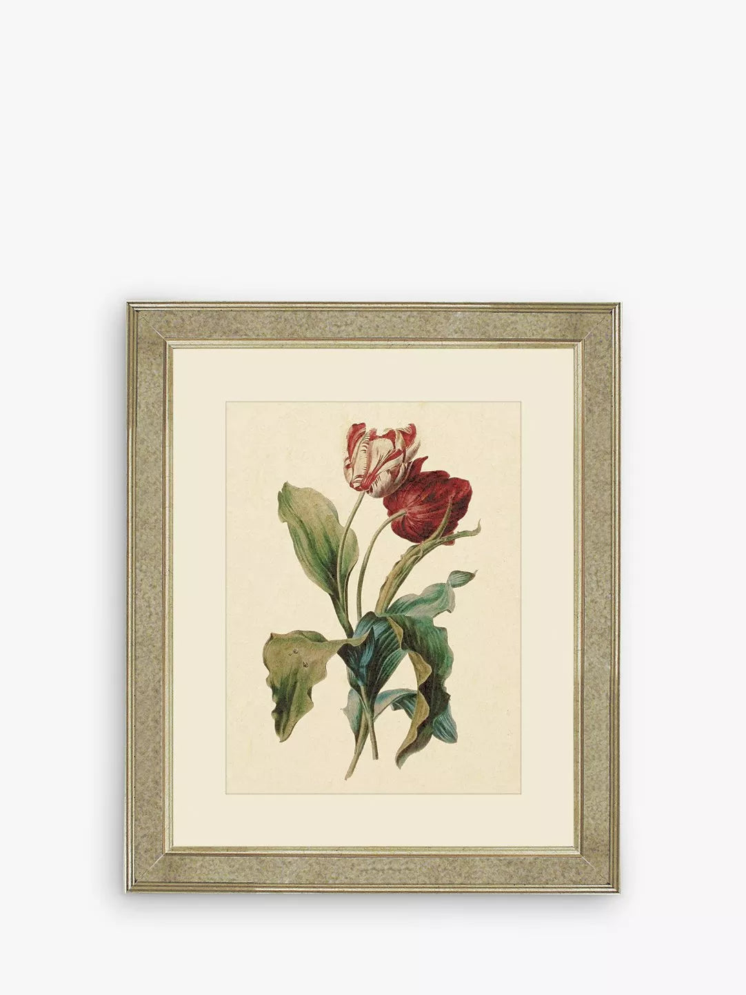 Brookpace Lascelles Tulips III framed print 60 x 50cm (British brand)
