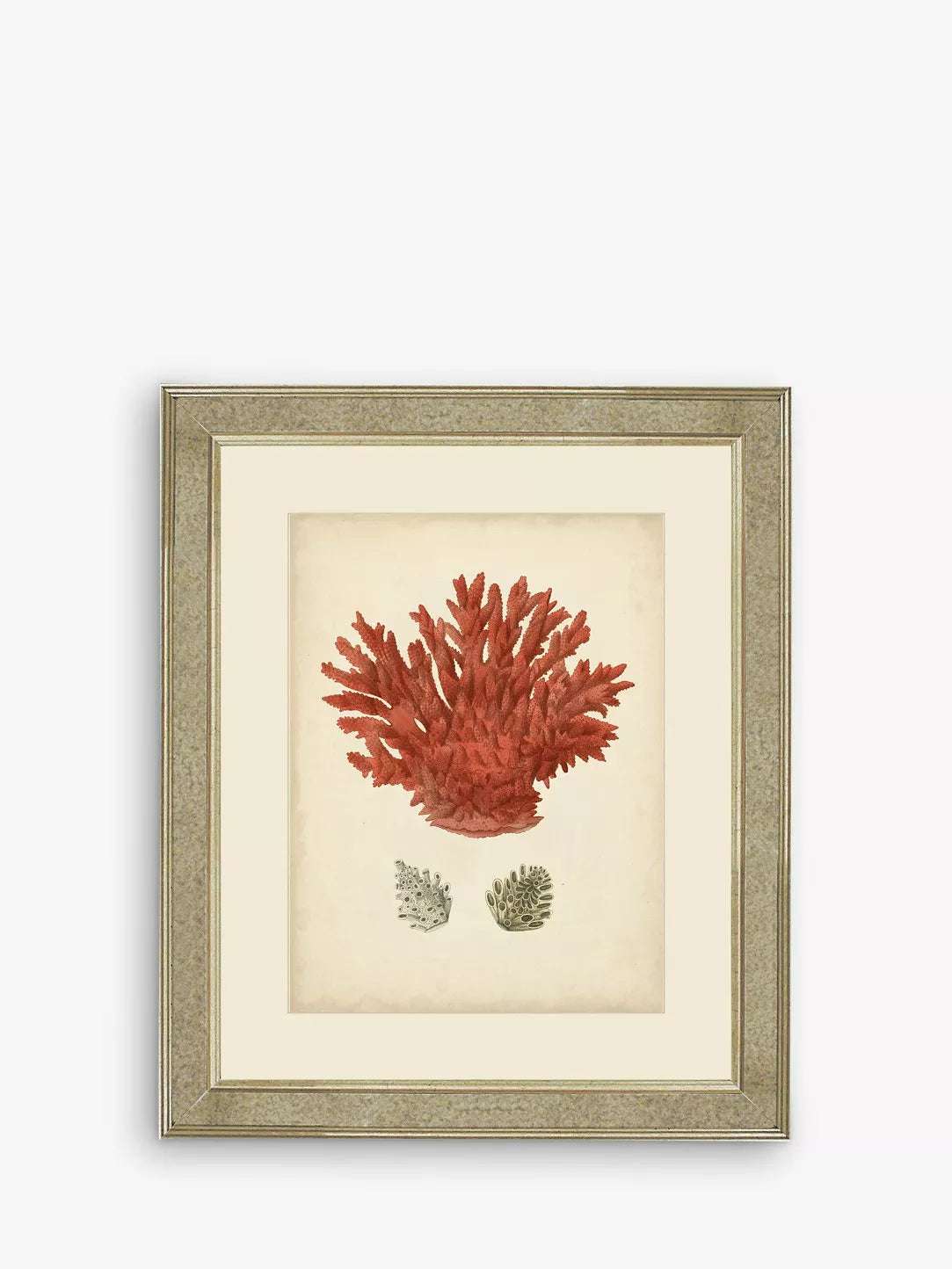 Brookpace Lascelles Red Coral III framed print 60x50cm - British product