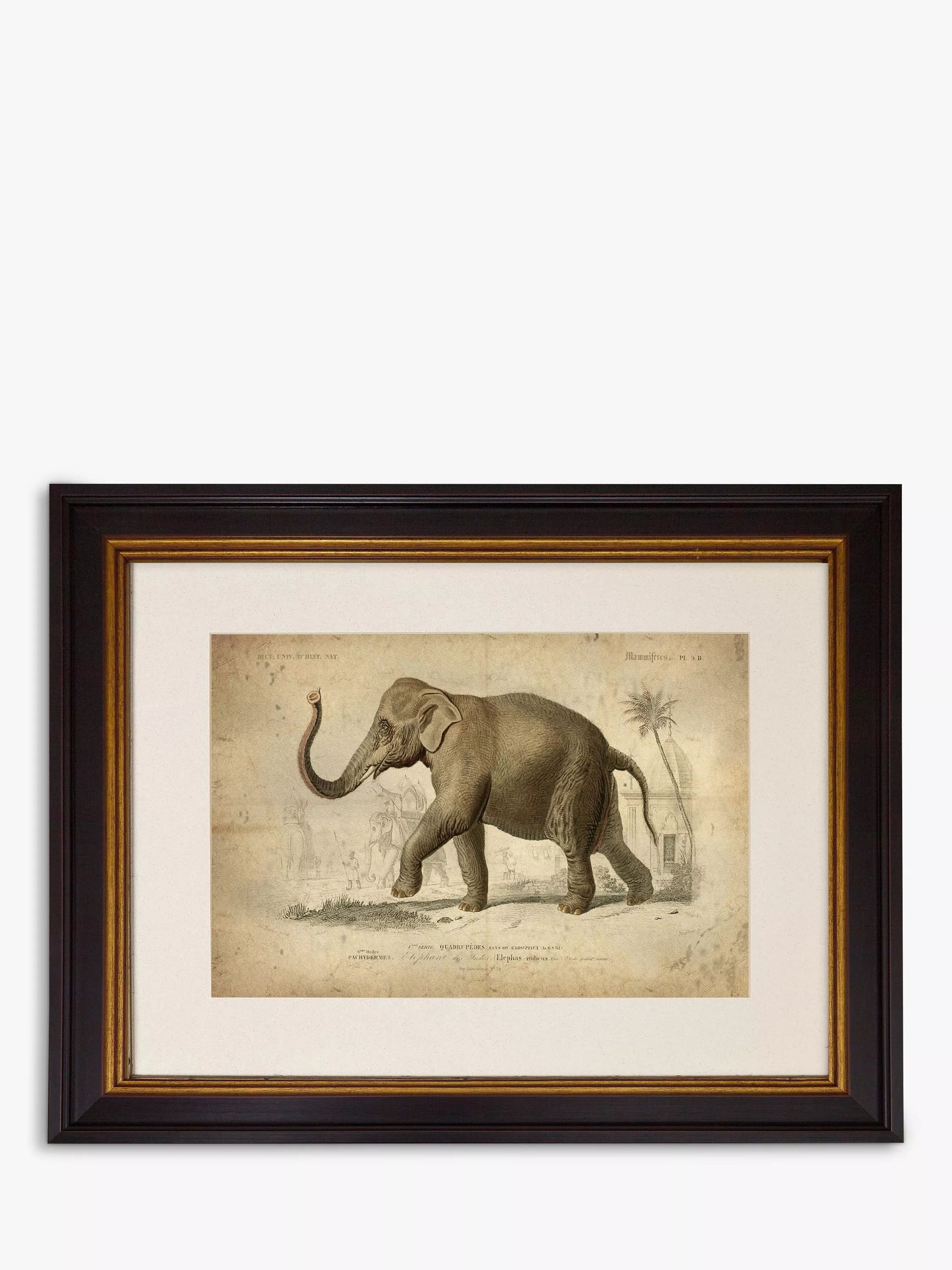 Brookpace Lascelles Elephant framed print grey 46 x 55cm - British product
